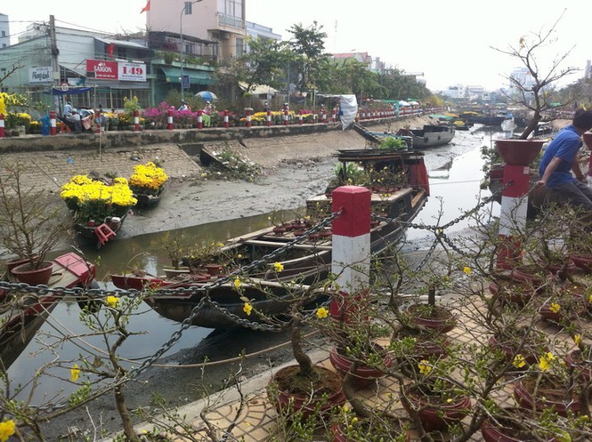 Cần Thơ: Hoa, dưa tràn phố và vườn giá bèo ít người mua - ảnh 2