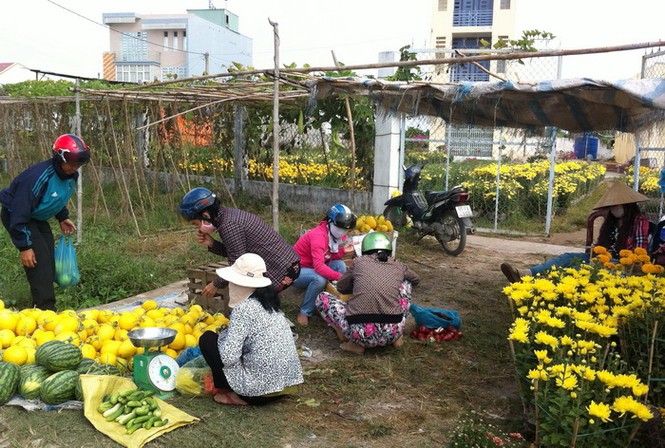 Cần Thơ: Hoa, dưa tràn phố và vườn giá bèo ít người mua - ảnh 7