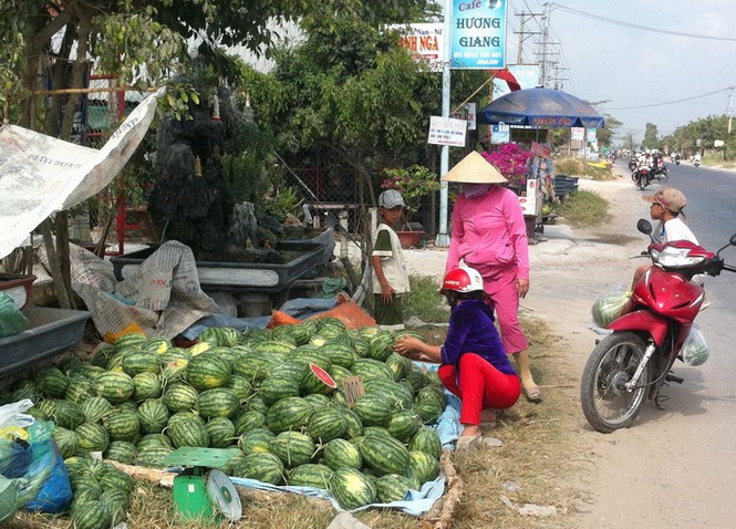 Cần Thơ: Hoa, dưa tràn phố và vườn giá bèo ít người mua - ảnh 8
