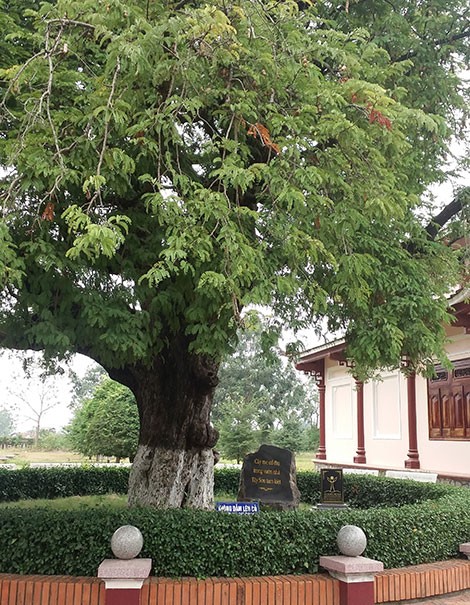 Khối gỗ kỳ lạ dưới đáy giếng cổ ở Bình Định - ảnh 1