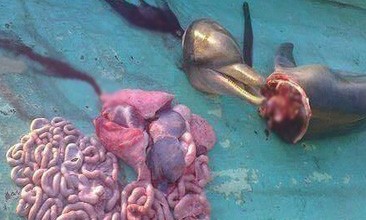 Ngư dân trẻ sát hại cá heo có thể bị phạt đến 100 triệu đồng - ảnh 1