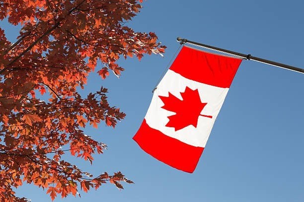 Người Canada vô cùng trân quý cây phong