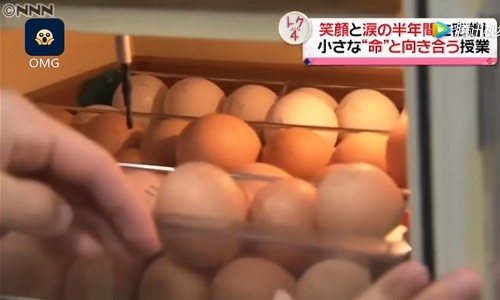 Xôn xao lớp dạy nuôi gà trước khi giết thịt gây tổn thương học sinh? - ảnh 1