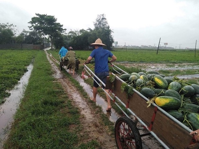 Thanh niên đội mưa giúp dân
