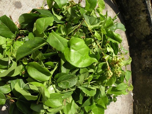 Các loại lá cây giảm cân cực hiệu quả - ảnh 5