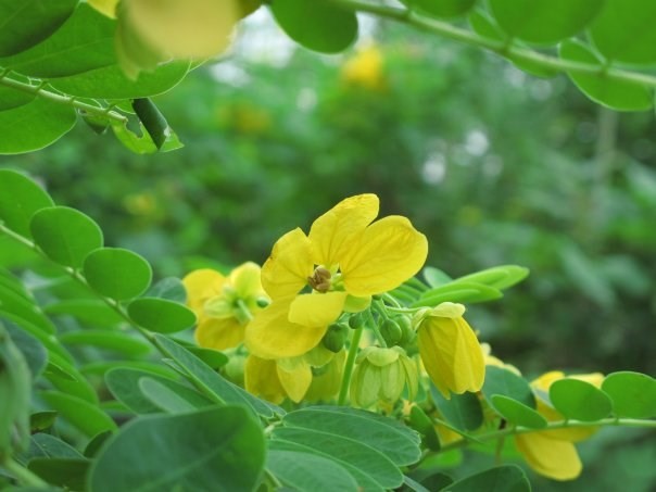 Các loại lá cây giảm cân cực hiệu quả - ảnh 6