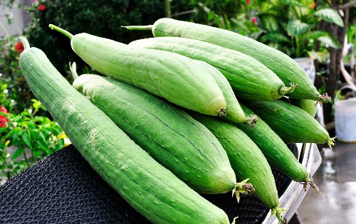 Bài thuốc, món ăn trị viêm phế quản cấp tính - ảnh 2