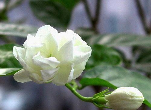 Làm đẹp da với các loại hoa mùa xuân - ảnh 4