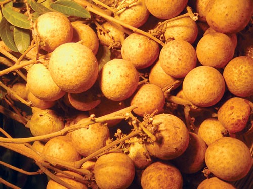 Bài thuốc chữa dị ứng thông thường - ảnh 1