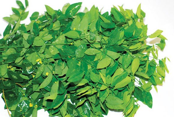 Rau ngót bổ dưỡng, chữa bệnh - ảnh 1