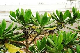 Lá bàng biển trị hen phế quản - ảnh 1
