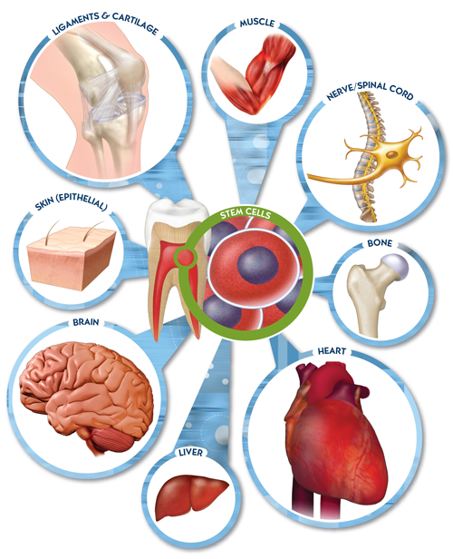 ung thư,điều trị,thuốc,bệnh nhân,cơ thể,bác sĩ,nghiên cứu,sức khỏe, tế bào gốc, ung thư, Parkinson, Alzheimer, chấn thương tủy sống, đột quỵ, bệnh tim, đái tháo đường - ảnh 1
