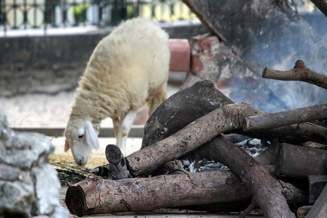 Bật máy sưởi, đốt lửa để giữ ấm cho động vật quý hiếm ở Vườn thú Hà Nội - ảnh 4