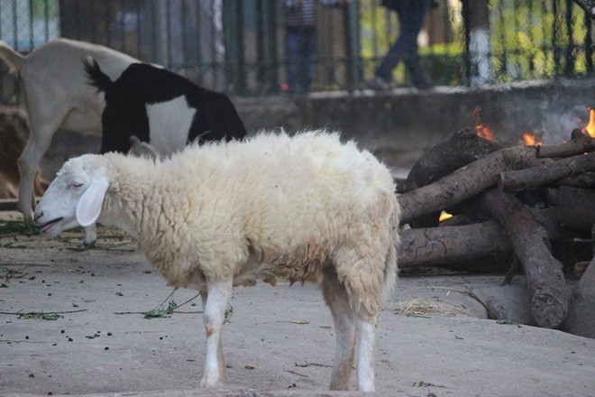 Bật máy sưởi, đốt lửa để giữ ấm cho động vật quý hiếm ở Vườn thú Hà Nội - ảnh 5
