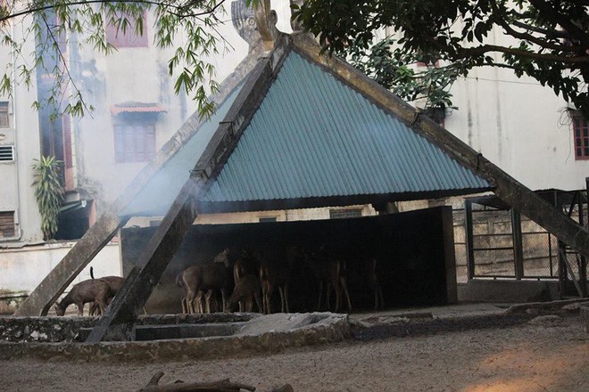 Bật máy sưởi, đốt lửa để giữ ấm cho động vật quý hiếm ở Vườn thú Hà Nội - ảnh 1