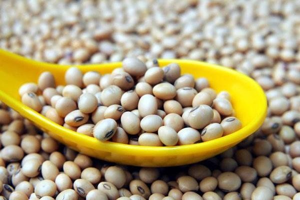 Đậu nành - 'Siêu thực phẩm' dành cho sức khỏe - ảnh 2