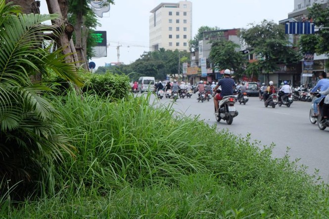 đại lộ Thăng Long, cắt cỏ, cắt tỉa cây, cắt giảm, cây xanh, - ảnh 5