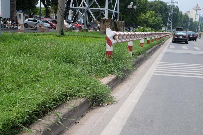 đại lộ Thăng Long, cắt cỏ, cắt tỉa cây, cắt giảm, cây xanh, - ảnh 11