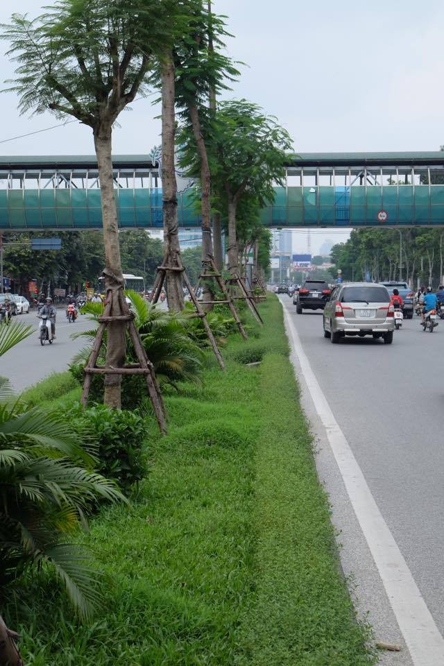 đại lộ Thăng Long, cắt cỏ, cắt tỉa cây, cắt giảm, cây xanh, - ảnh 8