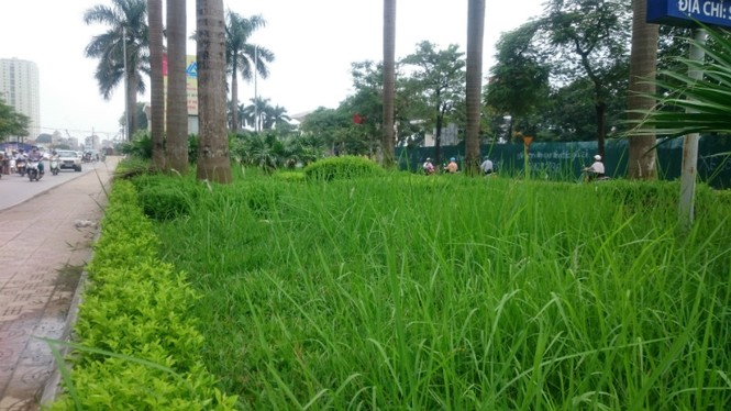 đại lộ Thăng Long, cắt cỏ, cắt tỉa cây, cắt giảm, cây xanh, - ảnh 13