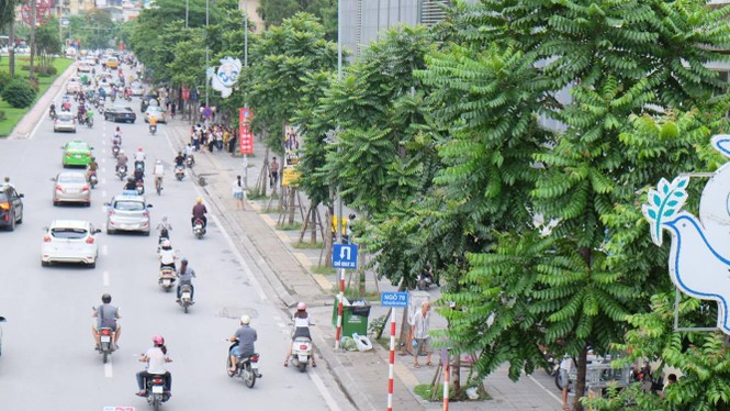 cây xanh, thay thế cây xanh, 1 triệu cây xanh - ảnh 10