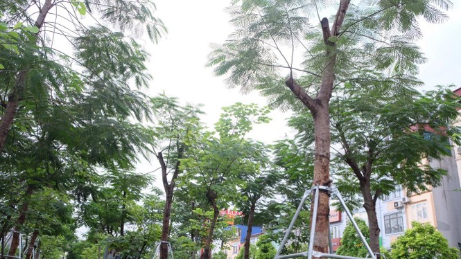 cây xanh, thay thế cây xanh, 1 triệu cây xanh - ảnh 7
