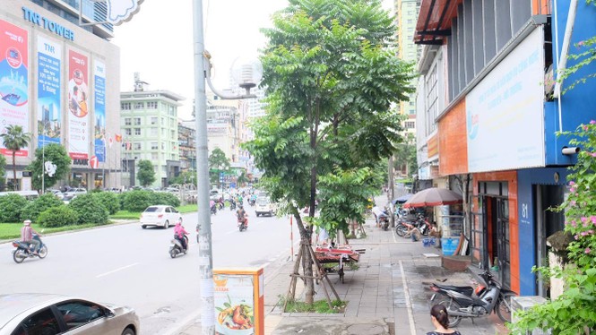 cây xanh, thay thế cây xanh, 1 triệu cây xanh - ảnh 1