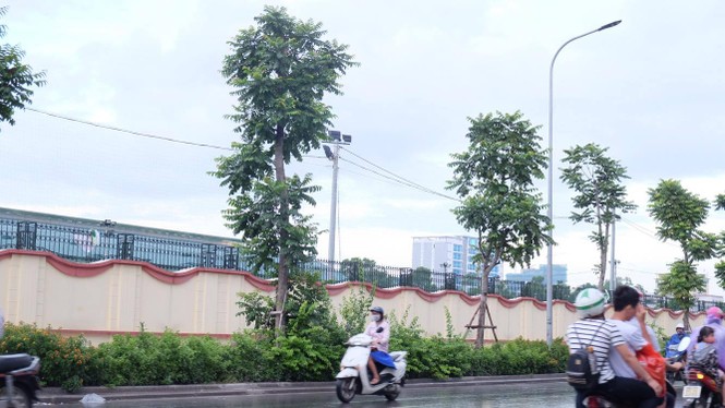 cây xanh, thay thế cây xanh, 1 triệu cây xanh - ảnh 2