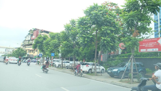 cây xanh, thay thế cây xanh, 1 triệu cây xanh - ảnh 3