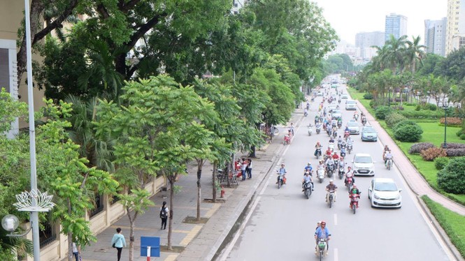 cây xanh, thay thế cây xanh, 1 triệu cây xanh - ảnh 14