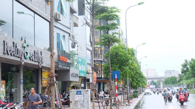 cây xanh, thay thế cây xanh, 1 triệu cây xanh - ảnh 9
