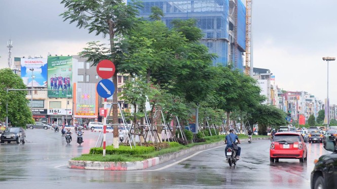 cây xanh, thay thế cây xanh, 1 triệu cây xanh - ảnh 4