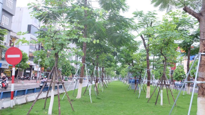cây xanh, thay thế cây xanh, 1 triệu cây xanh - ảnh 6