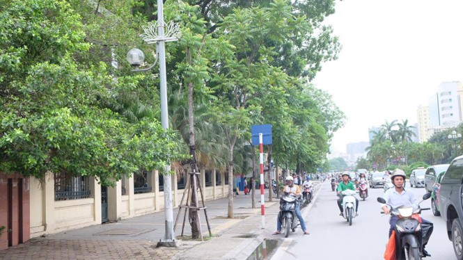 cây xanh, thay thế cây xanh, 1 triệu cây xanh - ảnh 13