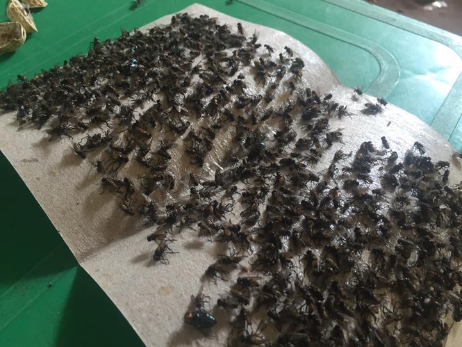 bãi rác nam sơn, xã nam sơn, huyện sóc sơn, ruồi tấn công, ô nhiễm - ảnh 8