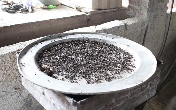 bãi rác nam sơn, xã nam sơn, huyện sóc sơn, ruồi tấn công, ô nhiễm - ảnh 7