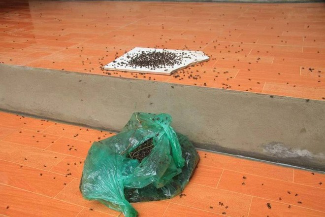 bãi rác nam sơn, xã nam sơn, huyện sóc sơn, ruồi tấn công, ô nhiễm - ảnh 10