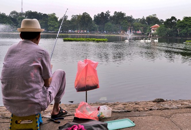 thiên nga, bị thương, hồ thiền quang, câu trộm, vườn chim việt, - ảnh 1