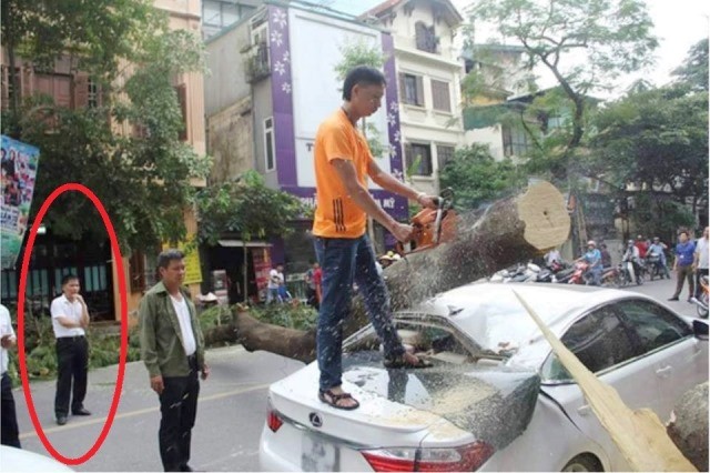 Vụ xe Lexus bị cây đè bẹp: Giám đốc Cty trông xe nói gì? - ảnh 1