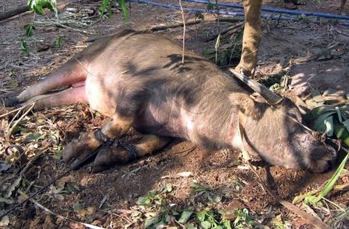 Kinh hoàng những vụ trâu tấn công người - ảnh 2