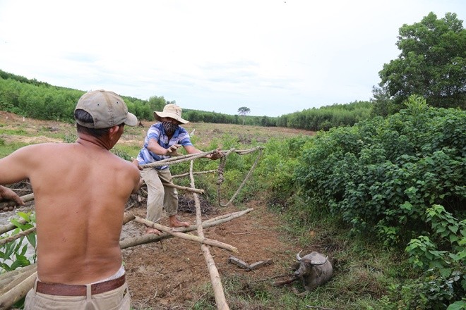 Thợ săn bắt thêm một trâu hoang - ảnh 6