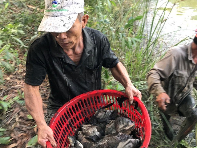 Sài Gòn, bắt cá, ao tự nhiên, trúng mùa cá, TPHCM - ảnh 7