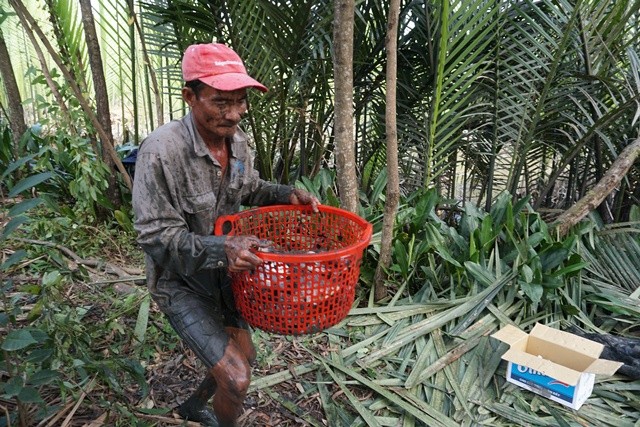 Sài Gòn, bắt cá, ao tự nhiên, trúng mùa cá, TPHCM - ảnh 12