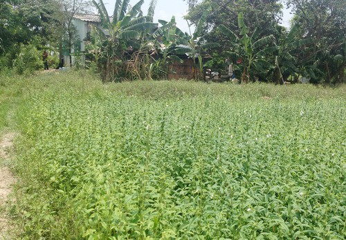 Trung sĩ nã đạn chống cự bằng khẩu AK đánh cắp - ảnh 1