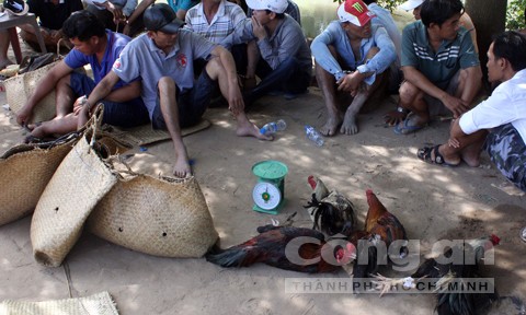 Hàng chục con bạc đang say máu ăn thua trong trường gà - ảnh 1