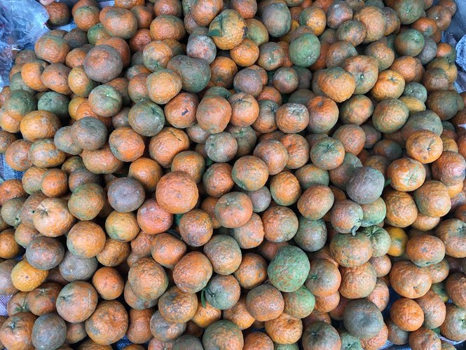 Sự thật cam Hà Giang quấn nilon ngập chợ Hà Nội - ảnh 3