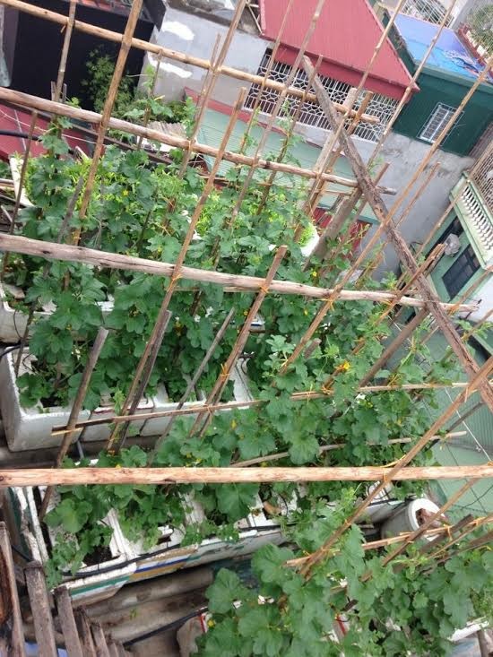 40m2 sân thượng thu 2,5 tạ dưa: