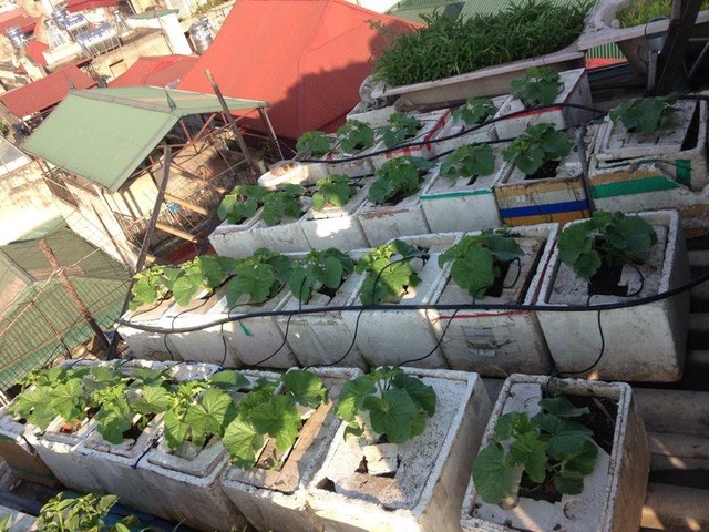 40m2 sân thượng thu 2,5 tạ dưa: