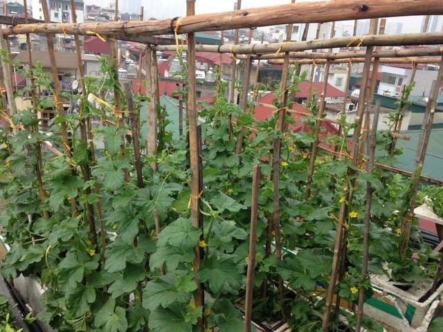 40m2 sân thượng thu 2,5 tạ dưa: