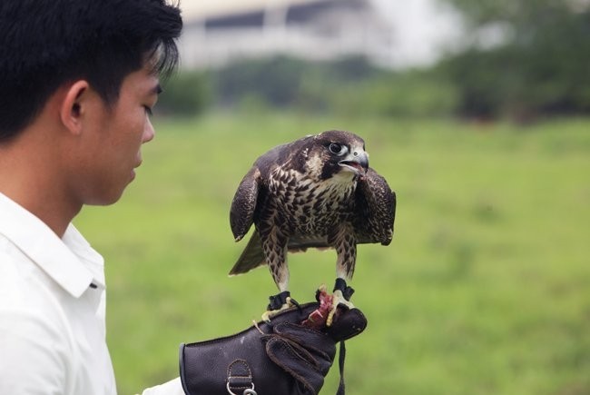 Huấn luyện “chúa tể bầu trời”: Thú chơi đắt đỏ, kỳ công - ảnh 2
